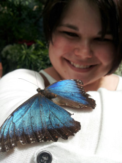Blue morpho in San Diego