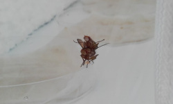 Tetanocera elata adults in cage